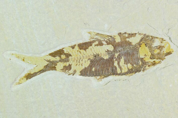 Bargain Fossil Fish (Knightia) - Wyoming #126555